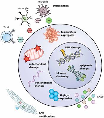 Stem Cells of the Aging Brain